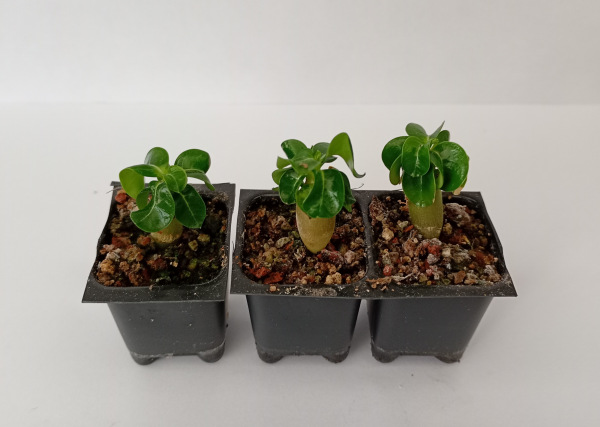 Adenium obesum Dorset Horn DHA - semenáč
