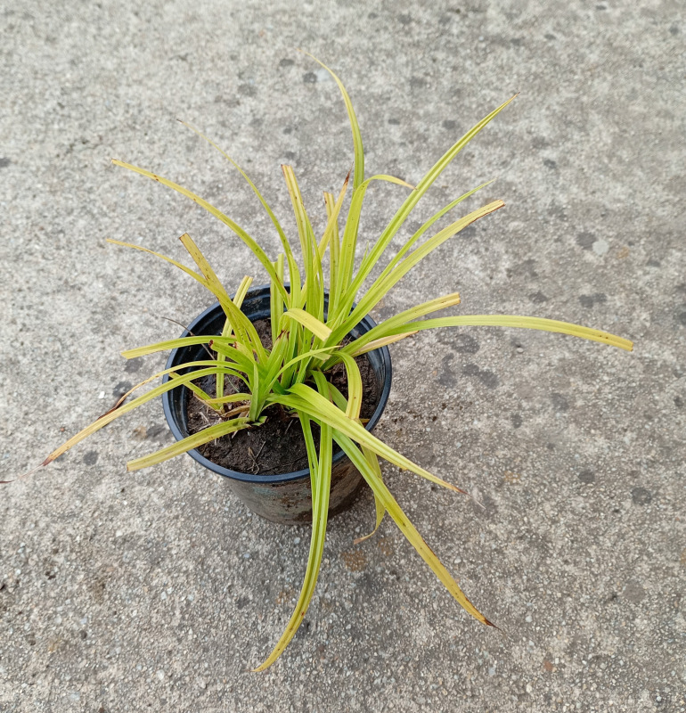 Carex grayi 1