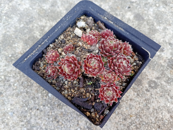 Sempervivum "Rubrum"