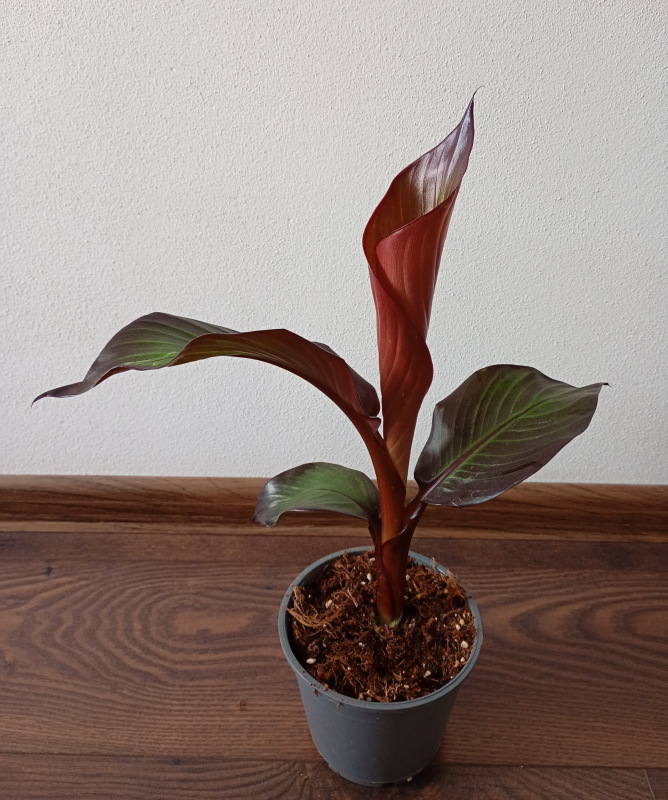 Ensete ventricosum "Maurelii"