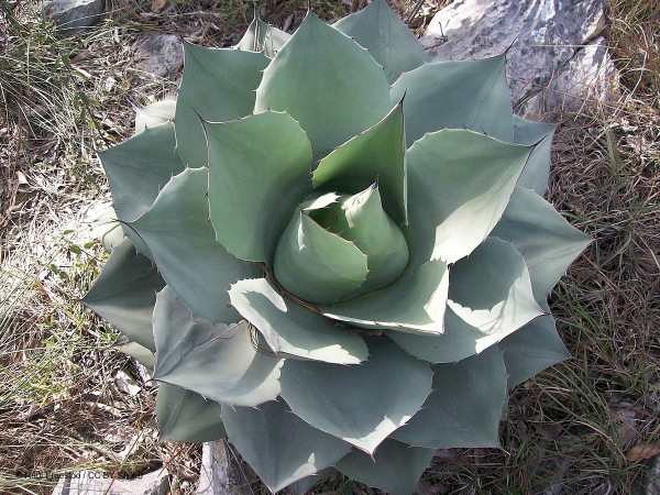 Agave ovatifolia 10 semien