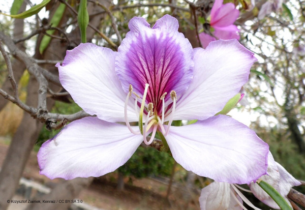 Bauhinia variegata 10 semien