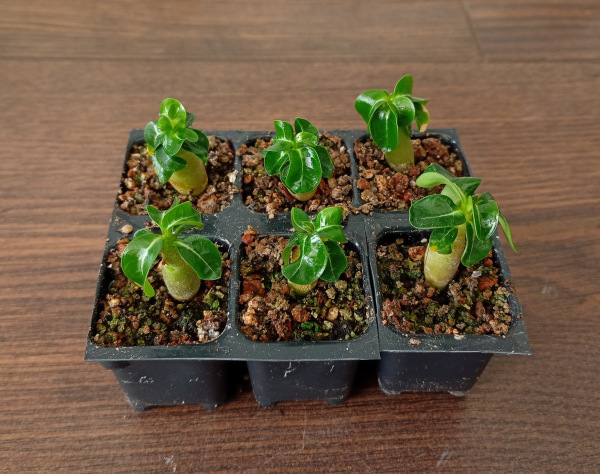 Adenium obesum Dorset Horn DHA - semenáč