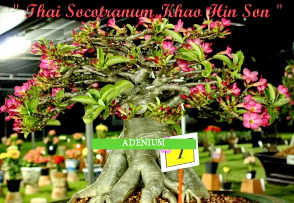 Adenium Thai Socotranum "Khao Hin Son" 2 semená