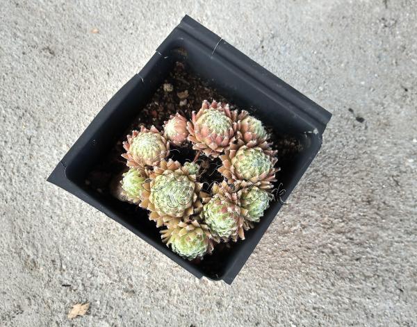 Sempervivum "Silberkarneol"