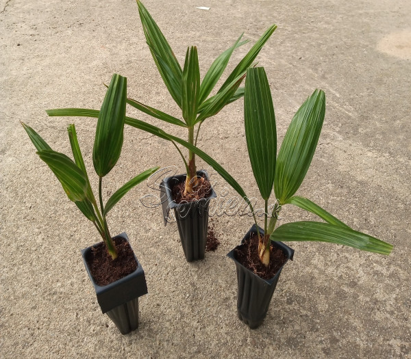 Trachycarpus wagnerianus