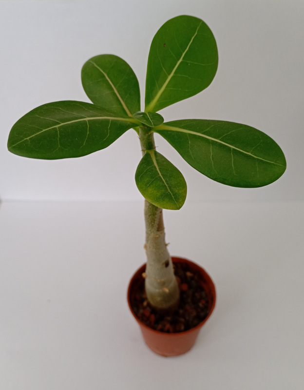 Adenium arabicum "MIX" - semenáč