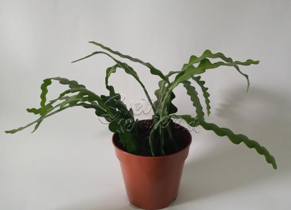 Epiphyllum anguliger