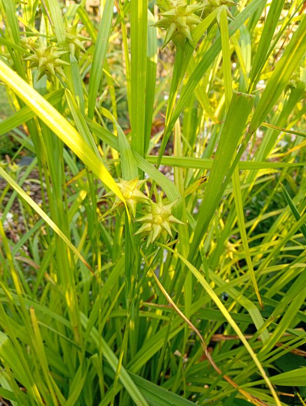 Carex grayi