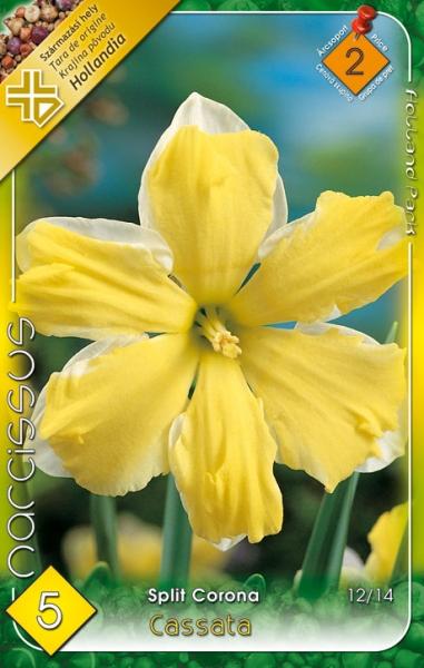 Narcissus Split Corona Cassata/5 ks