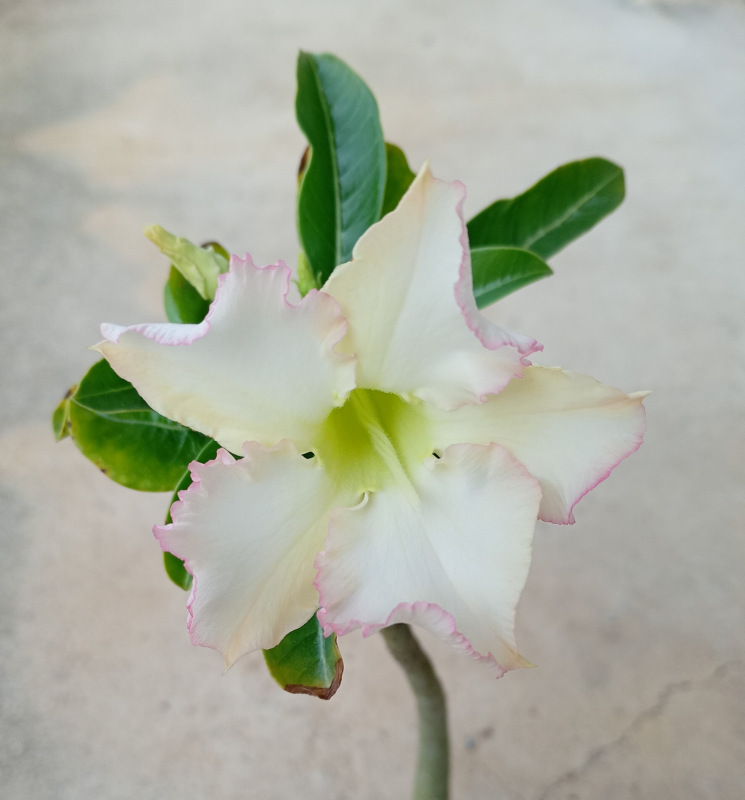 Adenium obesum - semenáč (kvet s krémovo-žltkastým nádychom a jemným ružovým okrajom)