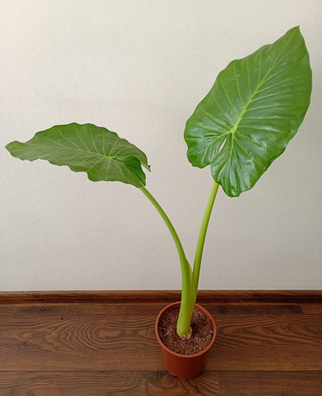 Alocasia macrorrhiza