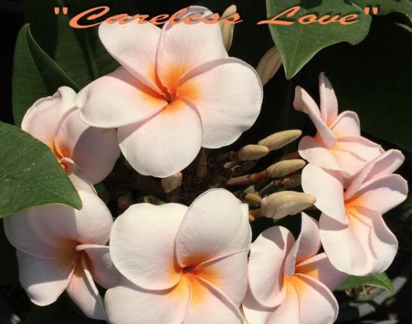 Plumeria rubra "Careless Love" 5 semien
