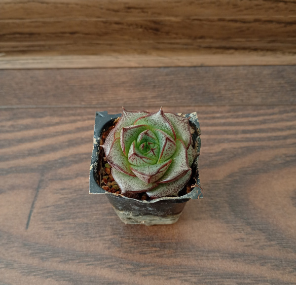 Echeveria purpusorum