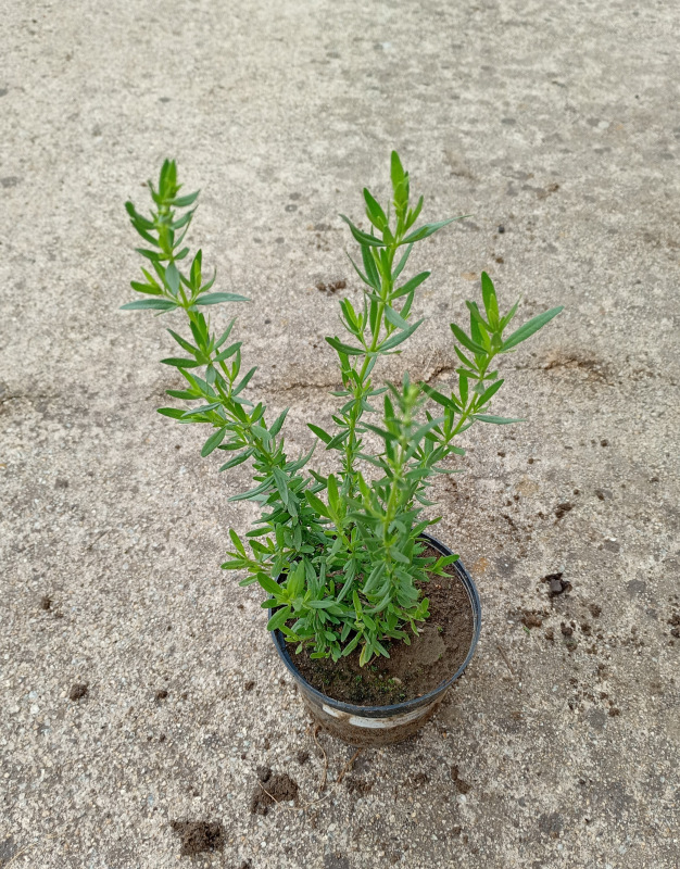 Hyssopus officinalis White (Yzop lekársky biely) 1