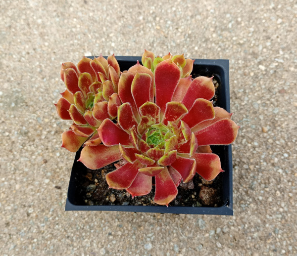 Sempervivum "Ornatum" 1