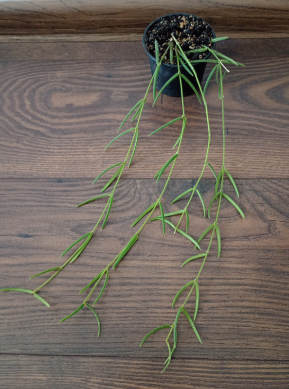Hoya linearis - menšia