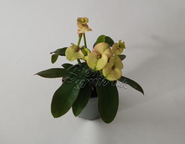 Euphorbia milli žltá