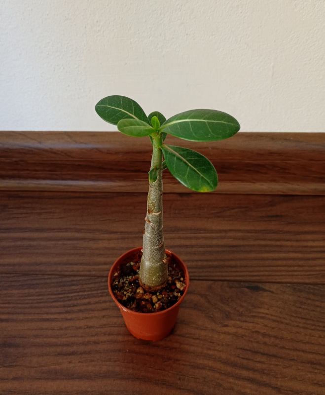 Adenium arabicum "MIX" - semenáč