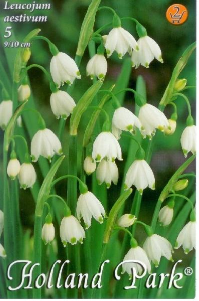 Leucojum aestivum (Bleduľa letná) /5 ks