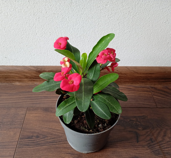 Euphorbia milli Maxi Olympia