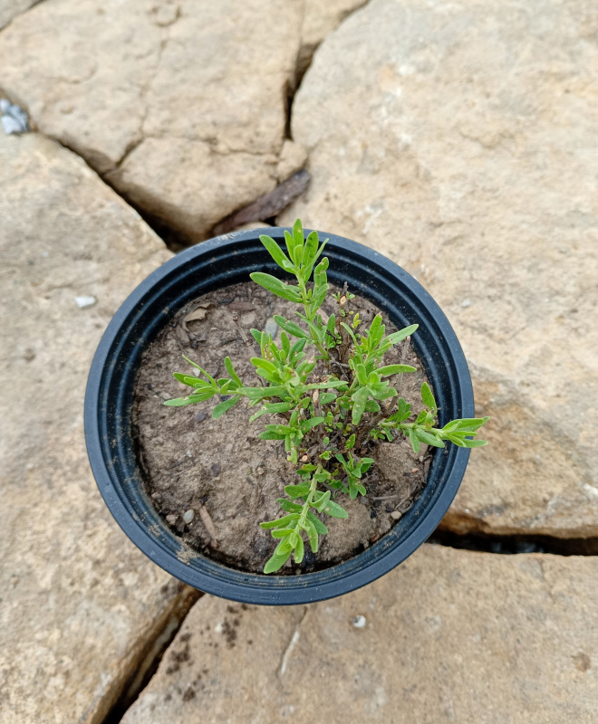 Hyssopus officinalis White (Yzop lekársky biely)