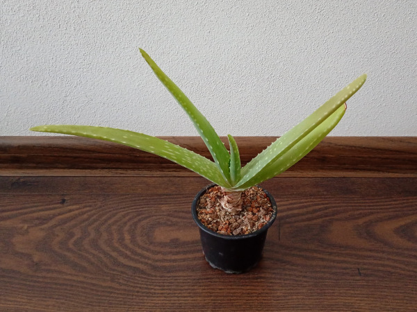 Aloe vera