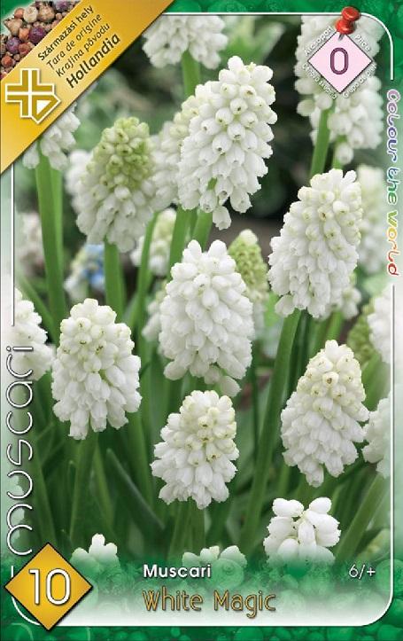 Muscari White Magic/10 ks