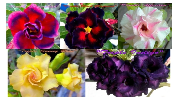 Adenium obesum SET 5 naklíčených semien