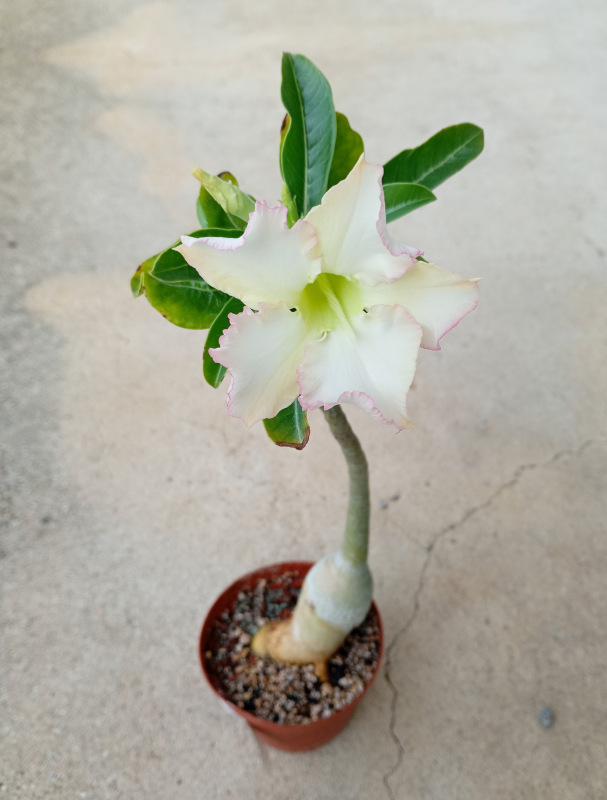Adenium obesum - semenáč (kvet s krémovo-žltkastým nádychom a jemným ružovým okrajom) 1