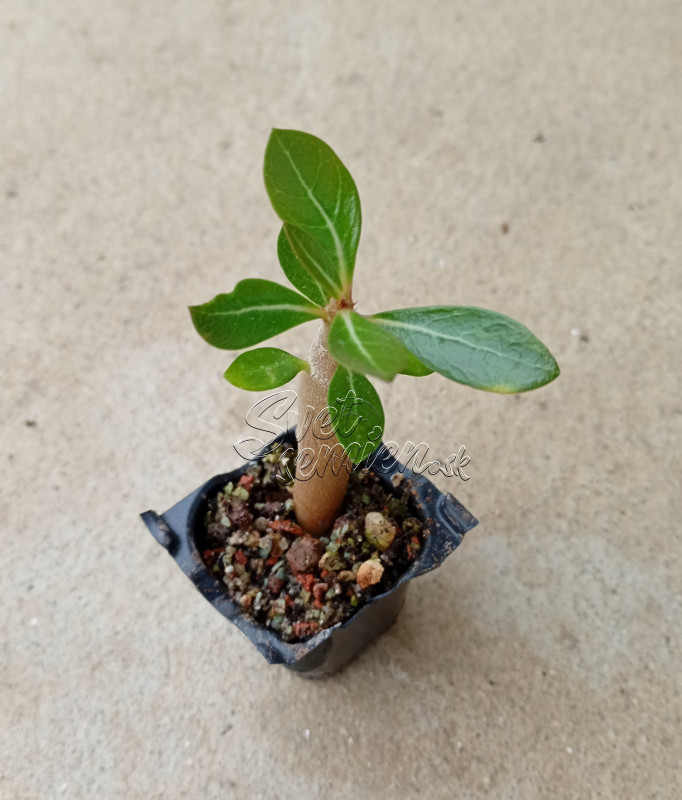 Adenium obesum "Triple Indigo" - semenáč