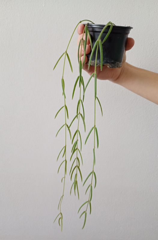 Hoya linearis - menšia