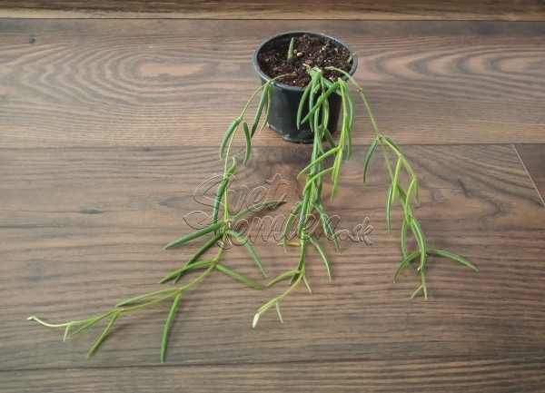 Hoya linearis - menšia