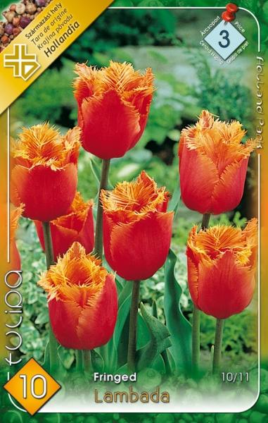 Tulipa Fringed Lambada/10 ks