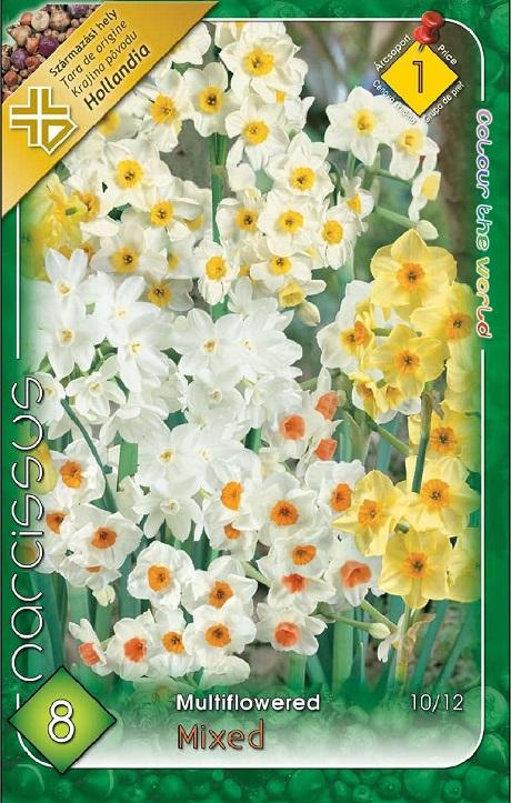 Narcissus multiflowered MIX/8 ks