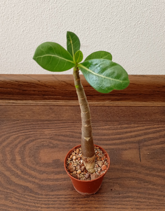 Adenium arabicum "MIX" - semenáč