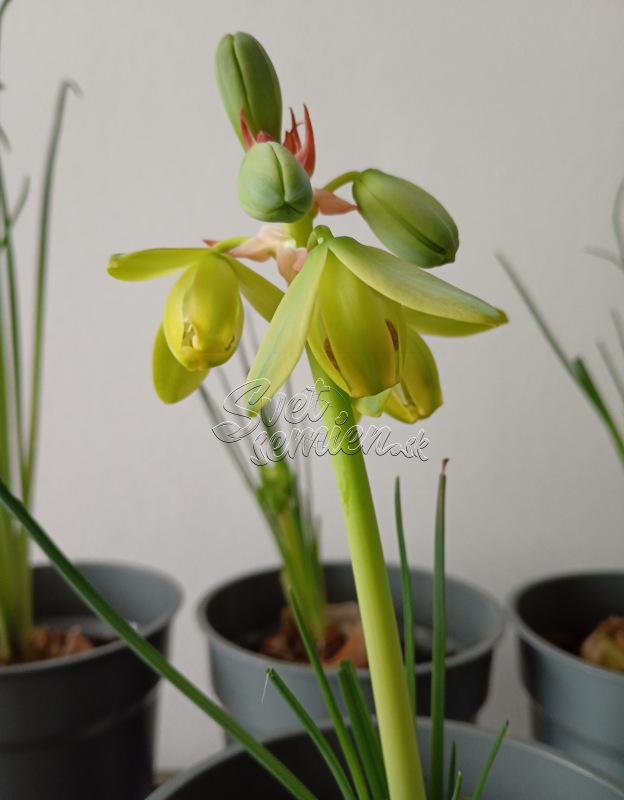 Albuca spiralis 1