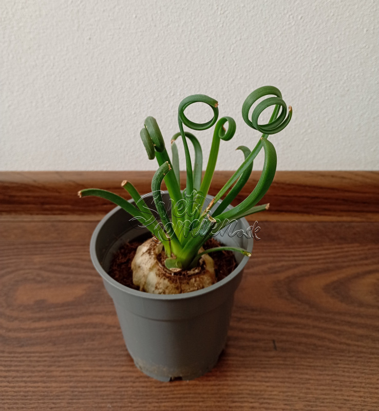 Albuca spiralis
