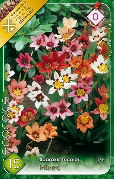 Sparaxis tricolor (Cigánsky kvet) MIX/15 ks