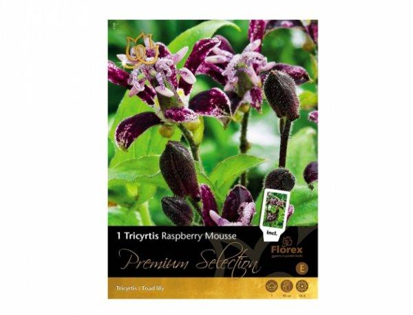 Tricyrtis Raspberry Mousse