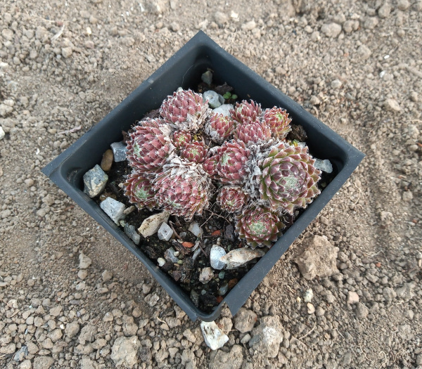 Sempervivum "Rubrum"