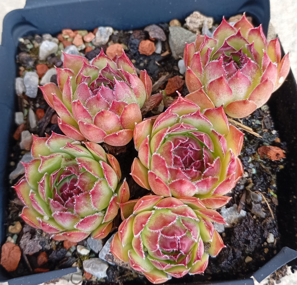 Sempervivum "Panarea"