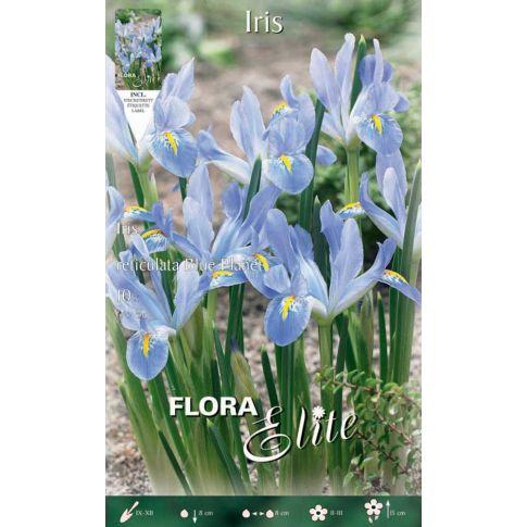 Iris reticulata Blue Planet/10 ks