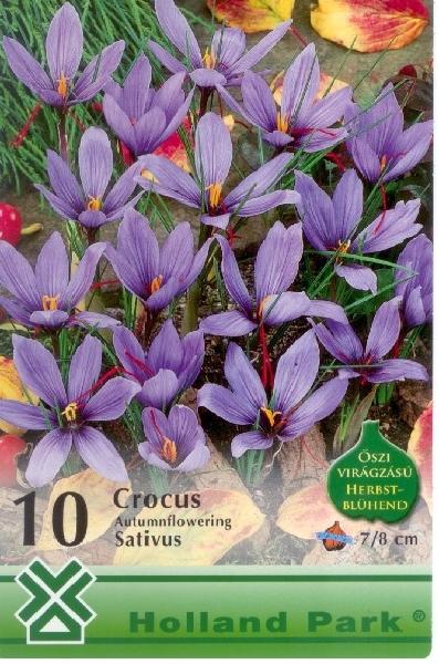 Crocus Autumnflowering Sativus/10 ks
