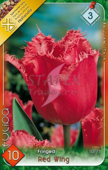 Tulipa Fringed Red Wing/10 ks