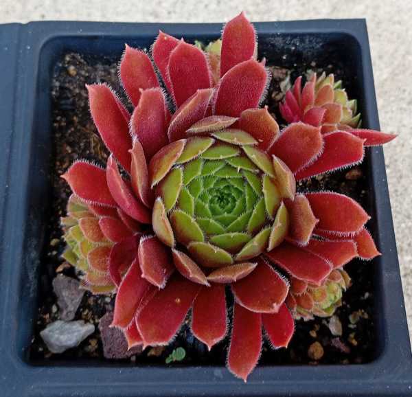 Sempervivum "Kappa" 1