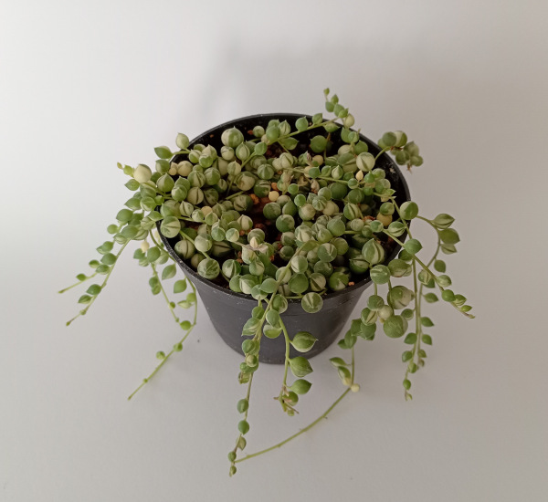 Senecio rowleyanus "Variegata"
