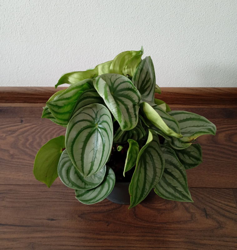 Peperomia argyreia "Watermelon"