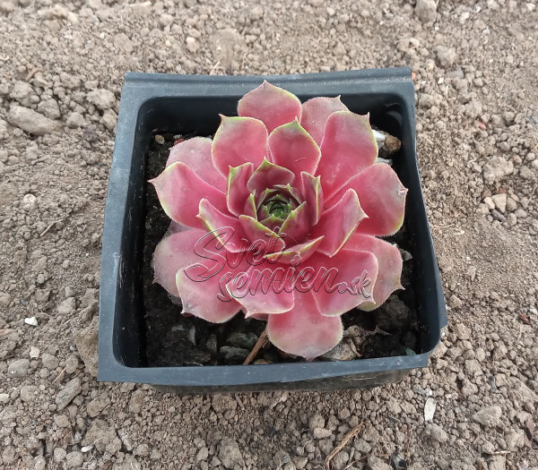 Sempervivum "Wichita"
