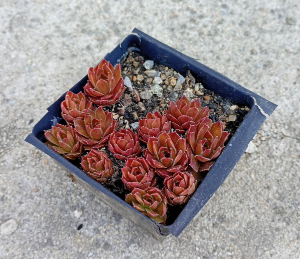 Sempervivum "Gollum"
